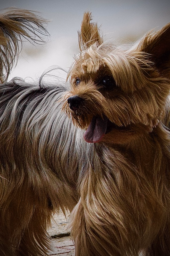 Yorkshire Terrier close-up with film grain